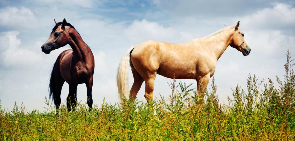 beautiful horses