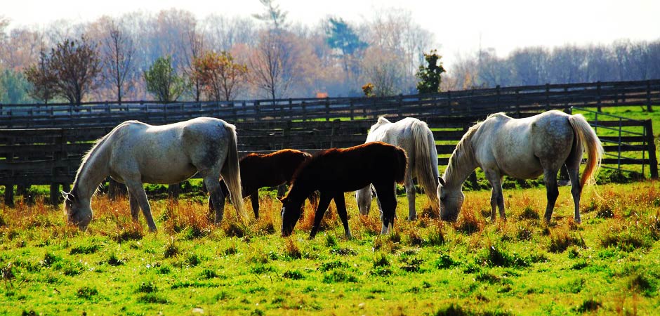 horses eating grass