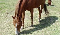 horse eating