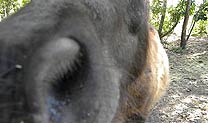 nosey horse