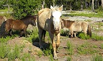 Rescued Horses