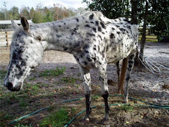 glory rescued horse