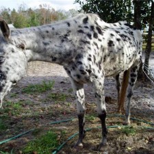 glory rescued horse