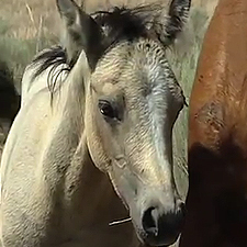 sad horse face