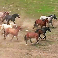 Wild Horses Running
